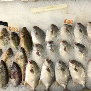 Black Bass and Golden Pompano