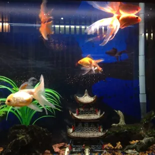 Wing Lee Fishtank