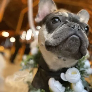 Dog gone best day ever!