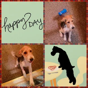 Thanks to Wingert Animal Hospital, Winston is home again. #fearthebeard #ibeatparvo #bestvets
