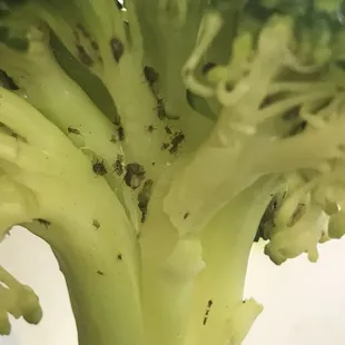 Please don&apos;t eat here!! Look at the bugs in this broccoli