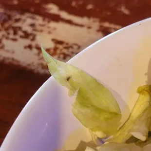 Bug in salad