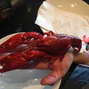 Jumbo crayfish when in season