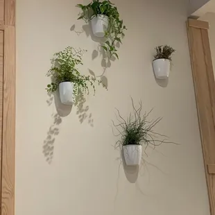 Just some cool plants on the wall inside the restaurant. It has a modern farmhouse vibe.