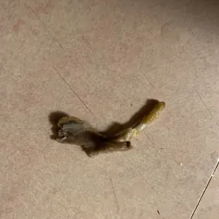 Part of a wishbone found in a tender