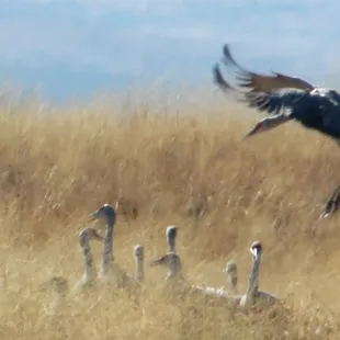 Wings Over Willcox Sandhill Crane Tours