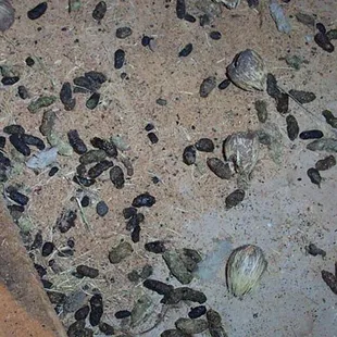 More rodent droppings in the back.