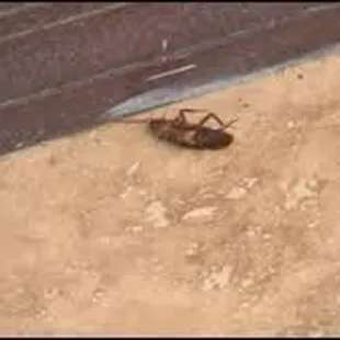 Dead roach in the corner.