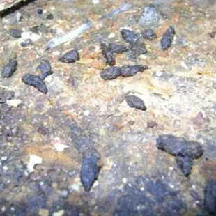 Rodent droppings in the corner, by the counter.