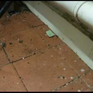 Rodent droppings in the back.