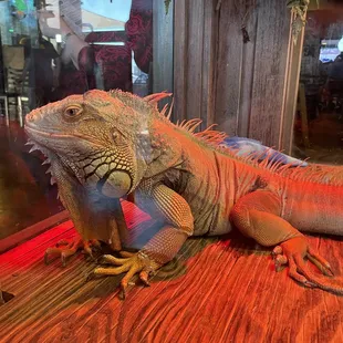 Big iguana...obviously eats well.