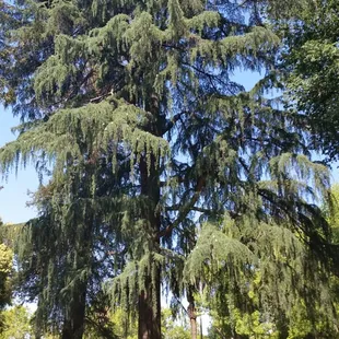 Huge trees, tiny girl