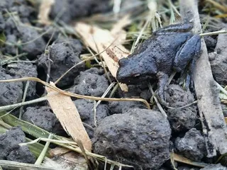 North Natomas Regional Park