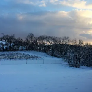 A beautiful winter's afternoon view of the vineyard from our tasting room