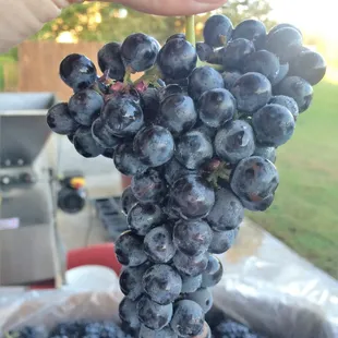 a hand holding a bunch of grapes