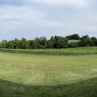 Panoramic view of the vineyard