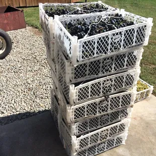 We harvested grapes from our own vineyard in fall 2016.