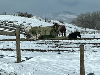 Stockton's Plum Creek Kennels