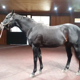 Always Dreaming -- 2017 Kentucky Derby winner