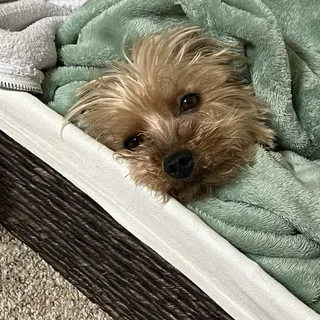 Sophie Y.