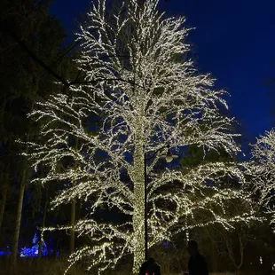Winterlights 2024