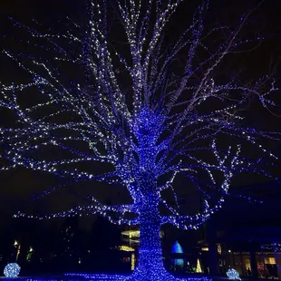 Winterlights 2024