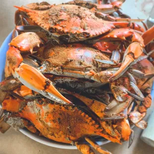 Extra large  crab