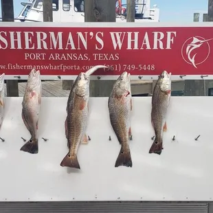 These were just the keepers, we caught about a dozen more that were just too small to keep but gave a heck of a fight!