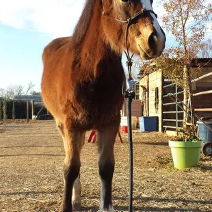 My filly with her stall front in the background.
