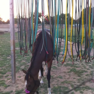 "Cowboy Curtain" in Annex obstacle course