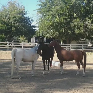 My grey arab Shasta turned out in one of the arenas with his buddies