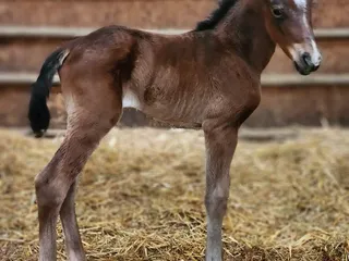 Hunter Stallion Station