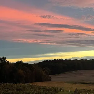 a sunset over a vineyard