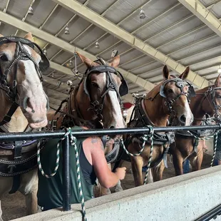 Horse Pull Competition athletes