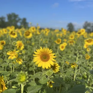 a field of sunflowers