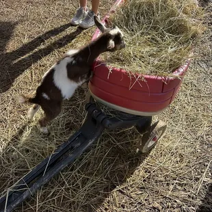 Little baby goat just roaming around