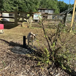 a goat in a fenced in area