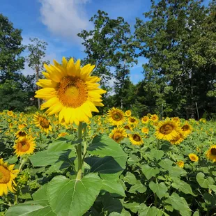 a field of sunflowers