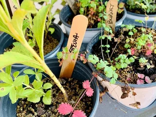 Matthews Community Farmers' Market