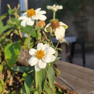 white flowers in a window box