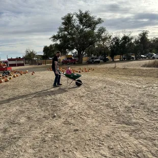 Pumpkin patch
