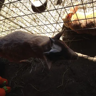 Petting zoo