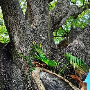 Table under the trees