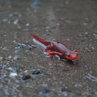 Red Salamander
