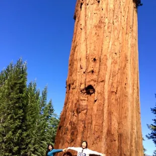 Giant giant sequoia trees!