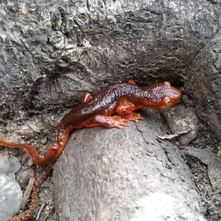 Salamander
