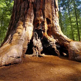 McKinley Grove, great Sequoia, Sierra Nevadas