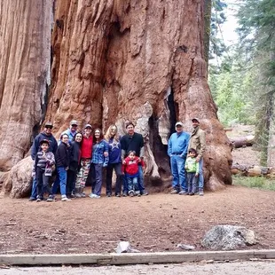 McKinley Grove, Sierra Nevadas