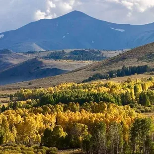 Fall colors of the Sierra Nevadas. Stunning!