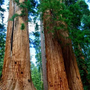 McKinley Grove, Sierra Nevadas. Two majestic sequoias, side-by-side